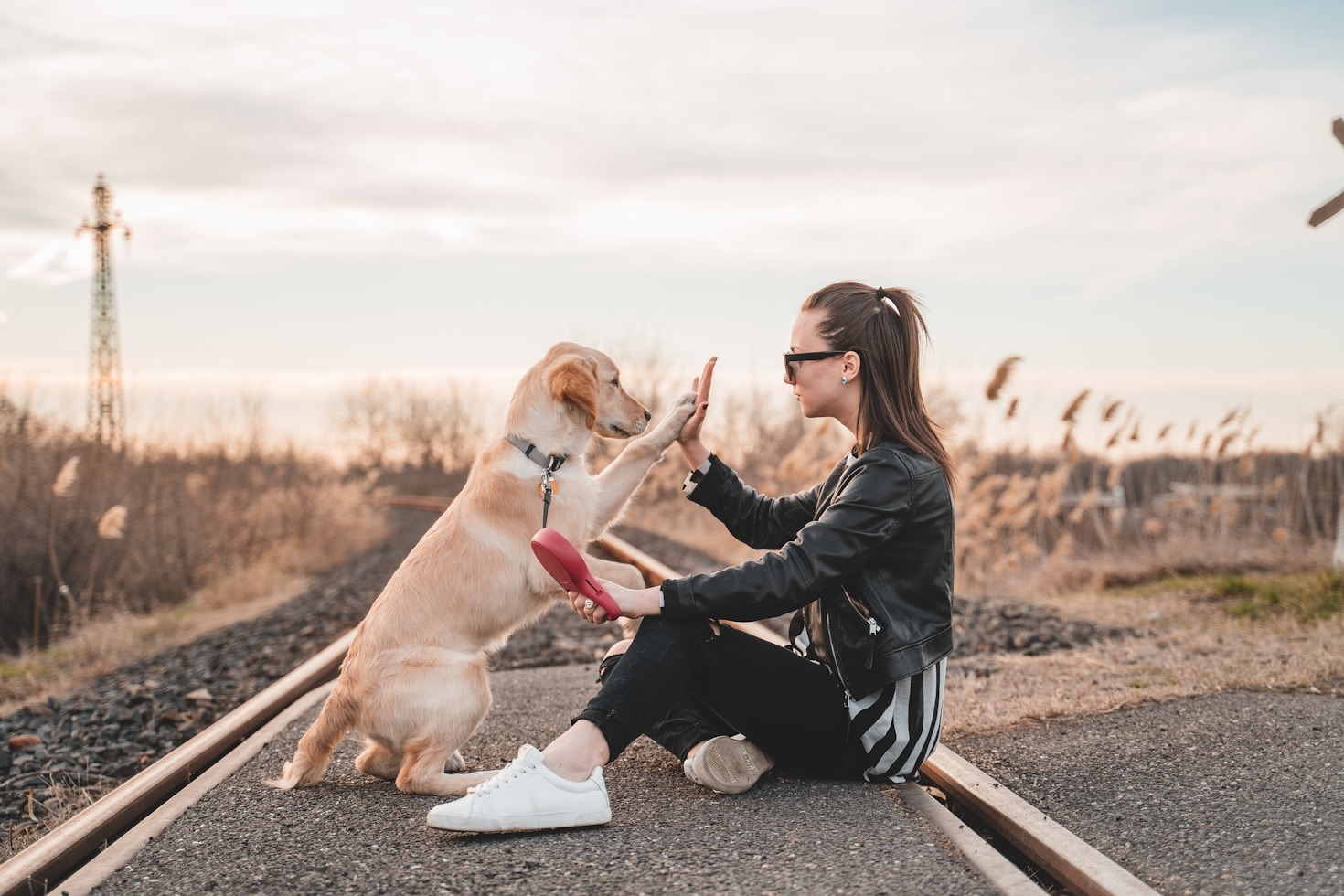 犬との絆を深めるための5つのステップ