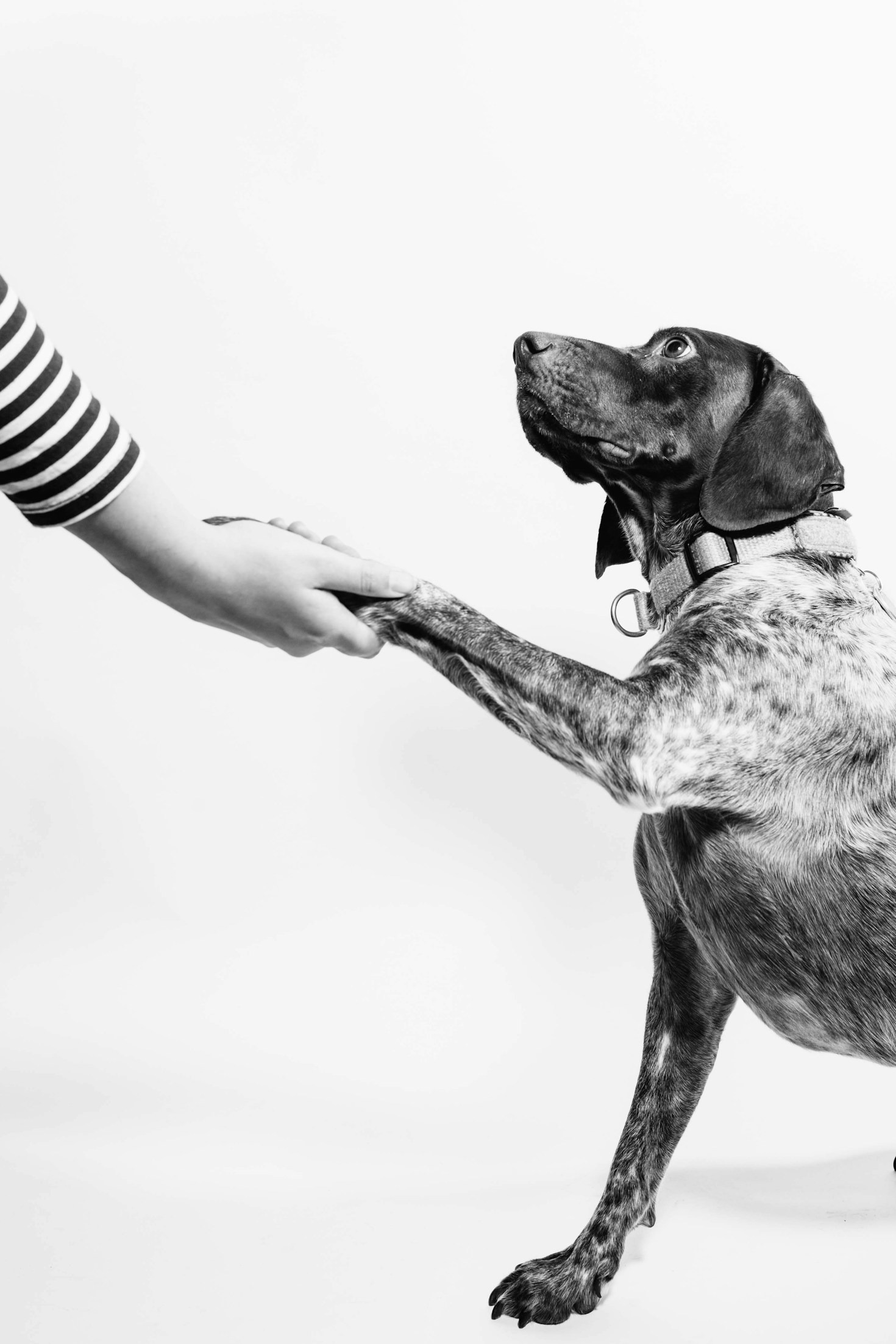 犬の行動を科学的に理解しよう